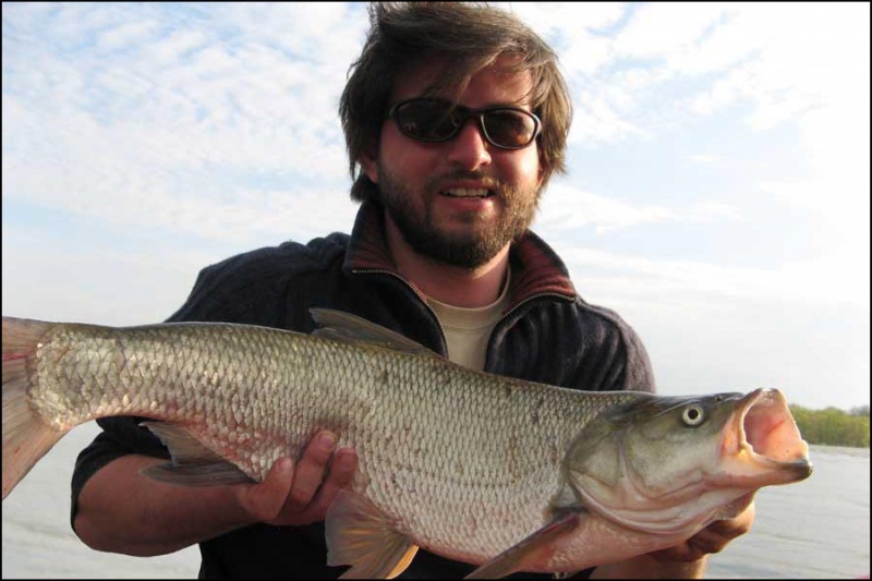 самый большой елец. большой елец. голавль гигант. язь озерный. сибирский елец рыба.